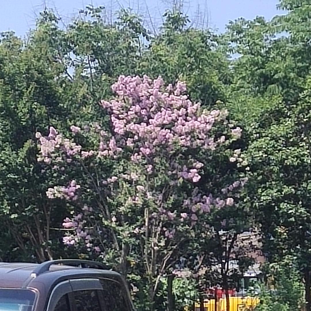 子轩奶奶