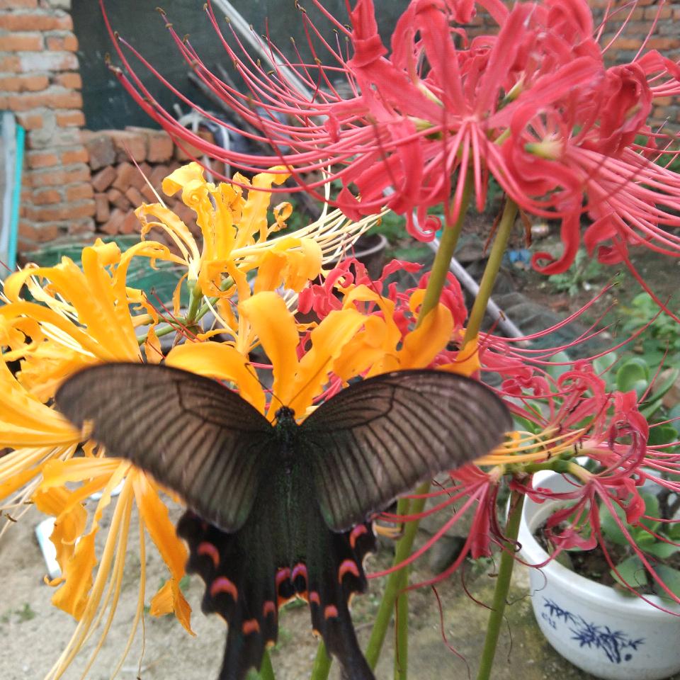 明～月