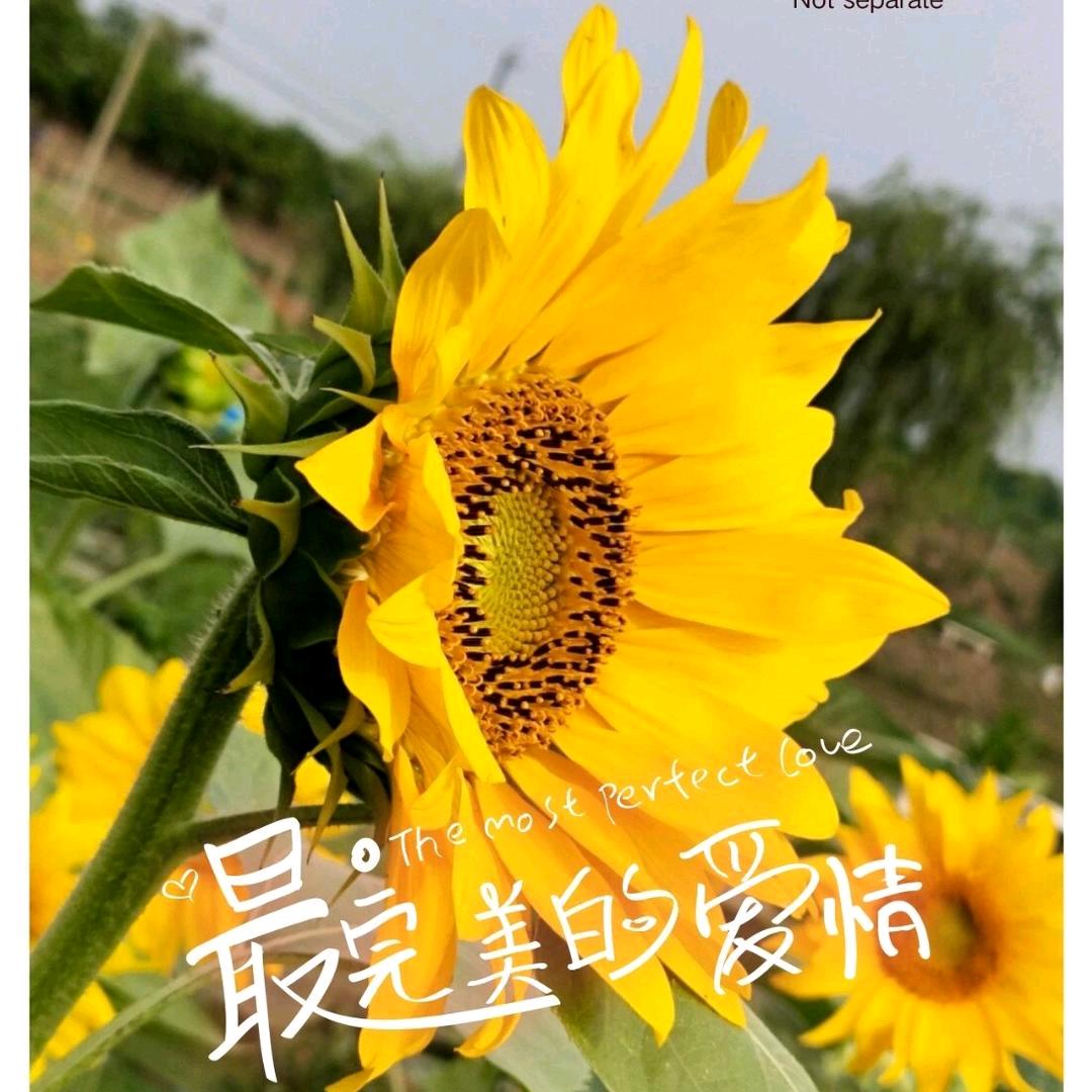 向日葵🌻🌻🌻