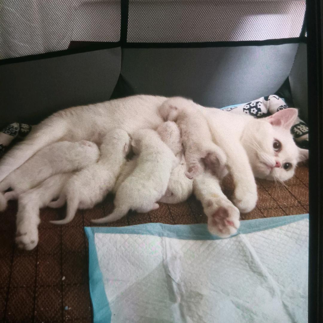 馒头是只猫