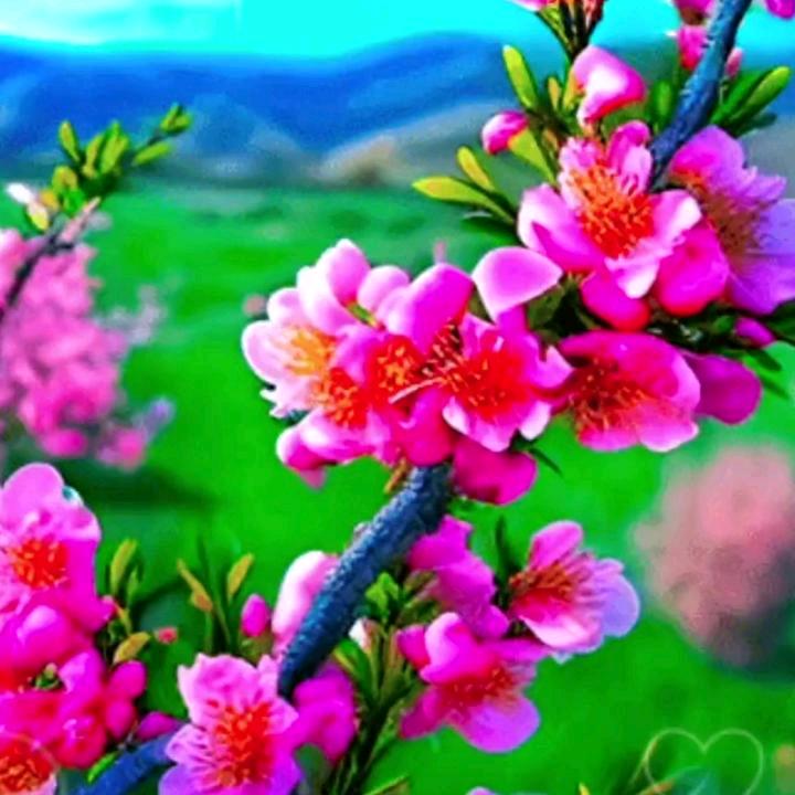 谭会兰