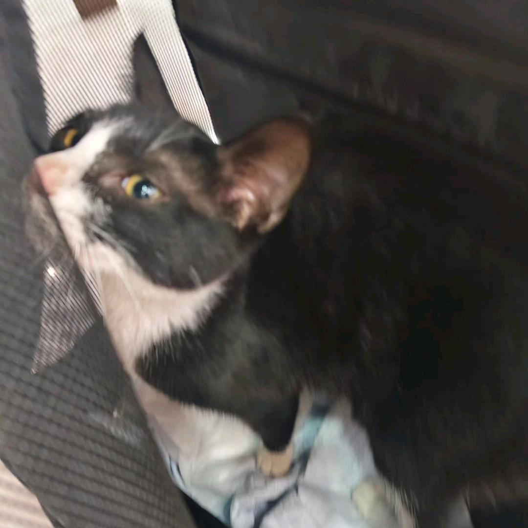 德芙🐱🐱