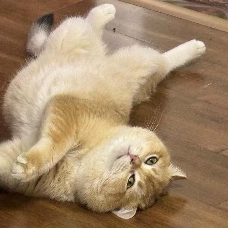 能吃腚胖的喵Va⁵²⁸