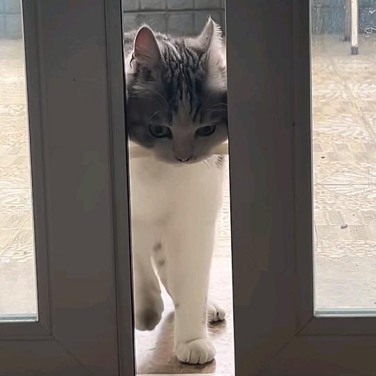 猫猫酱