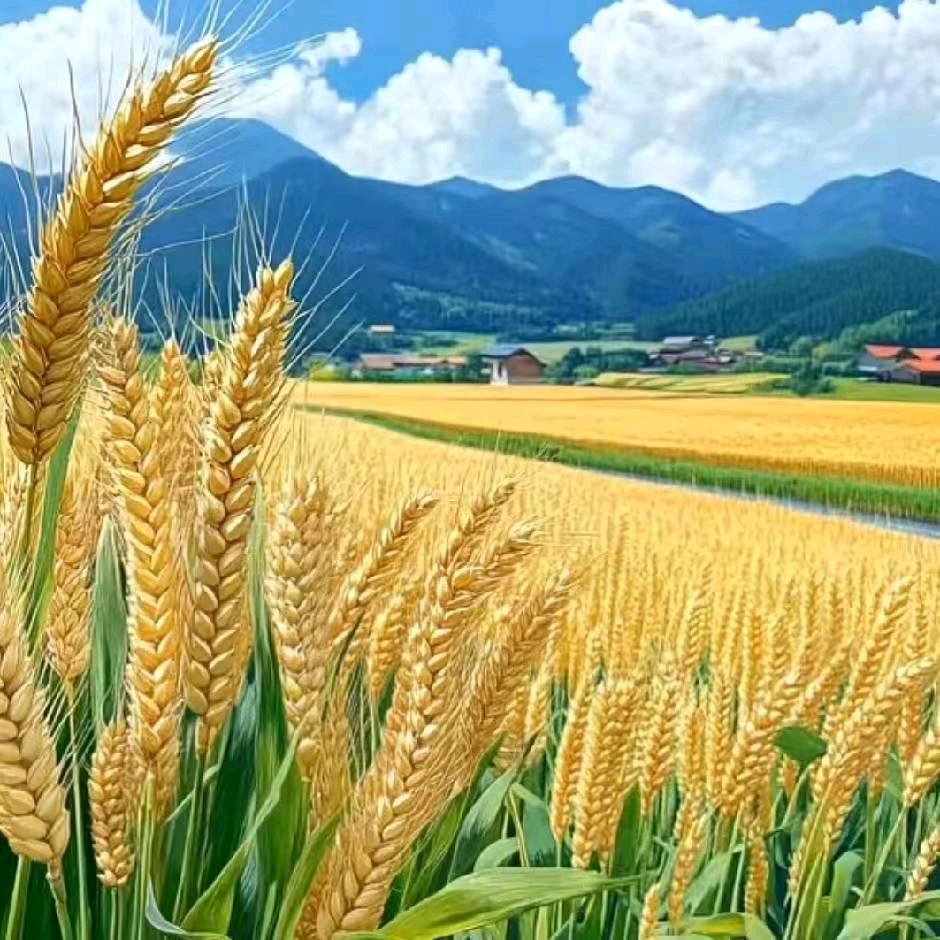 AA