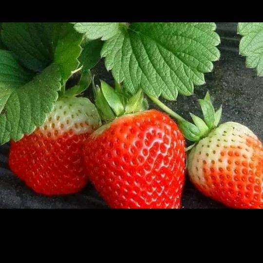 喜乐年华🍓🌈