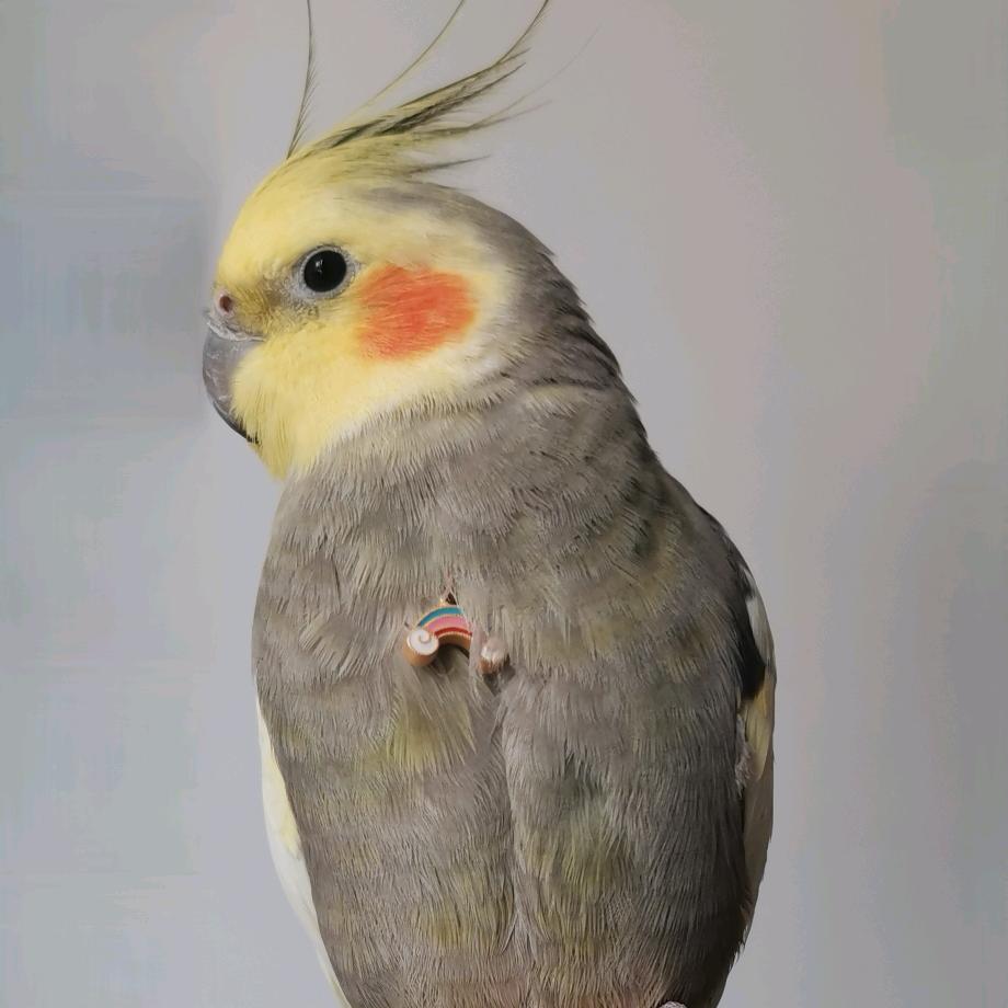 傻白乂不甜