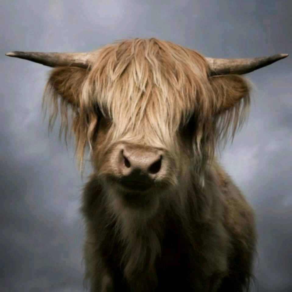 十一辣条家衣服