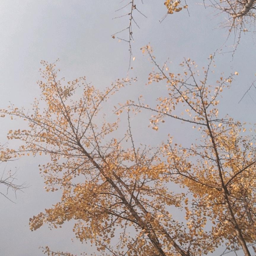 空气中咸鱼