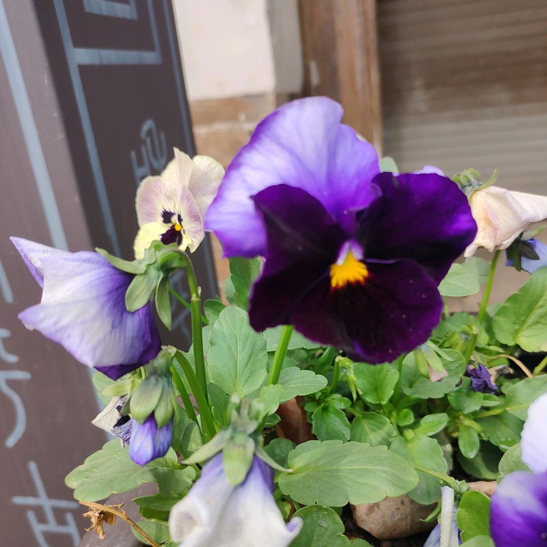 ࿐ᩚ💞好℘运随身🌹