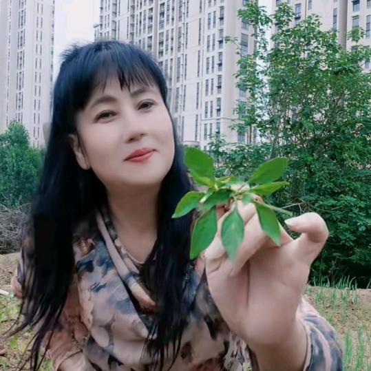 放羊妹