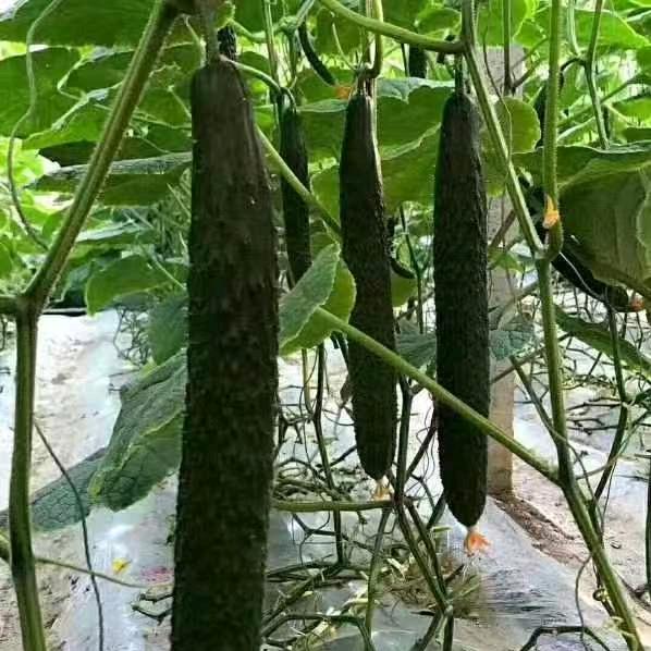 天津科润津冬富翔