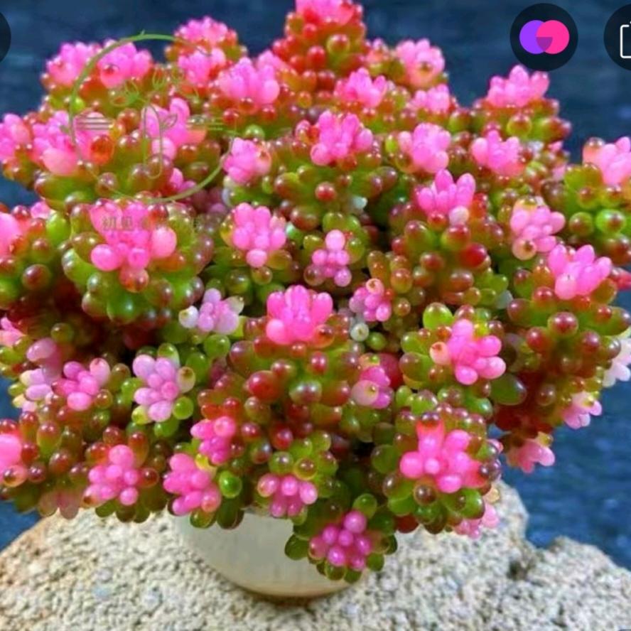 此生只为你微笑