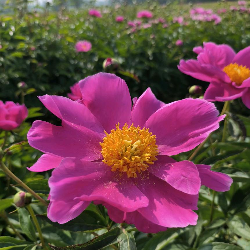 春暖花开*糖画