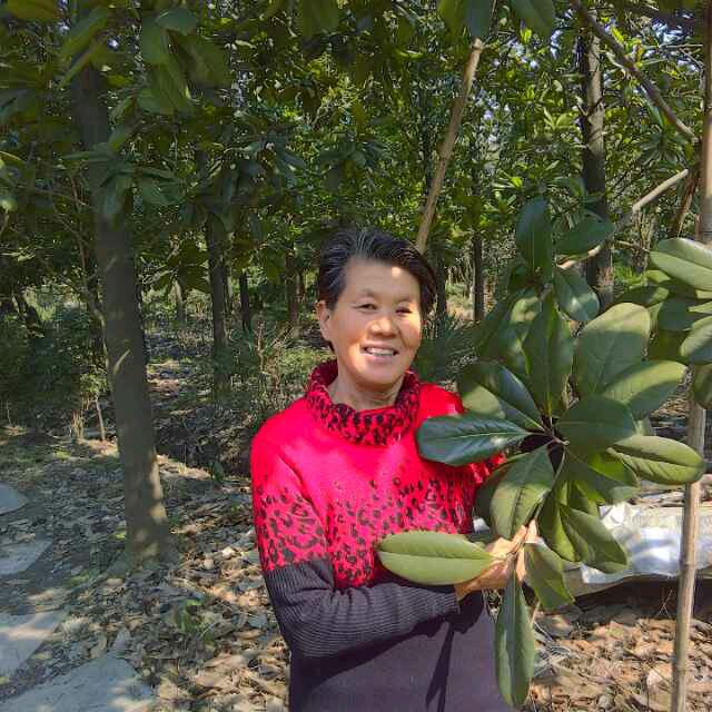 玉兰花