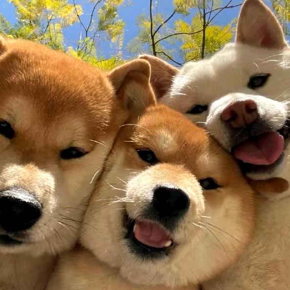 淼淼爱养狗