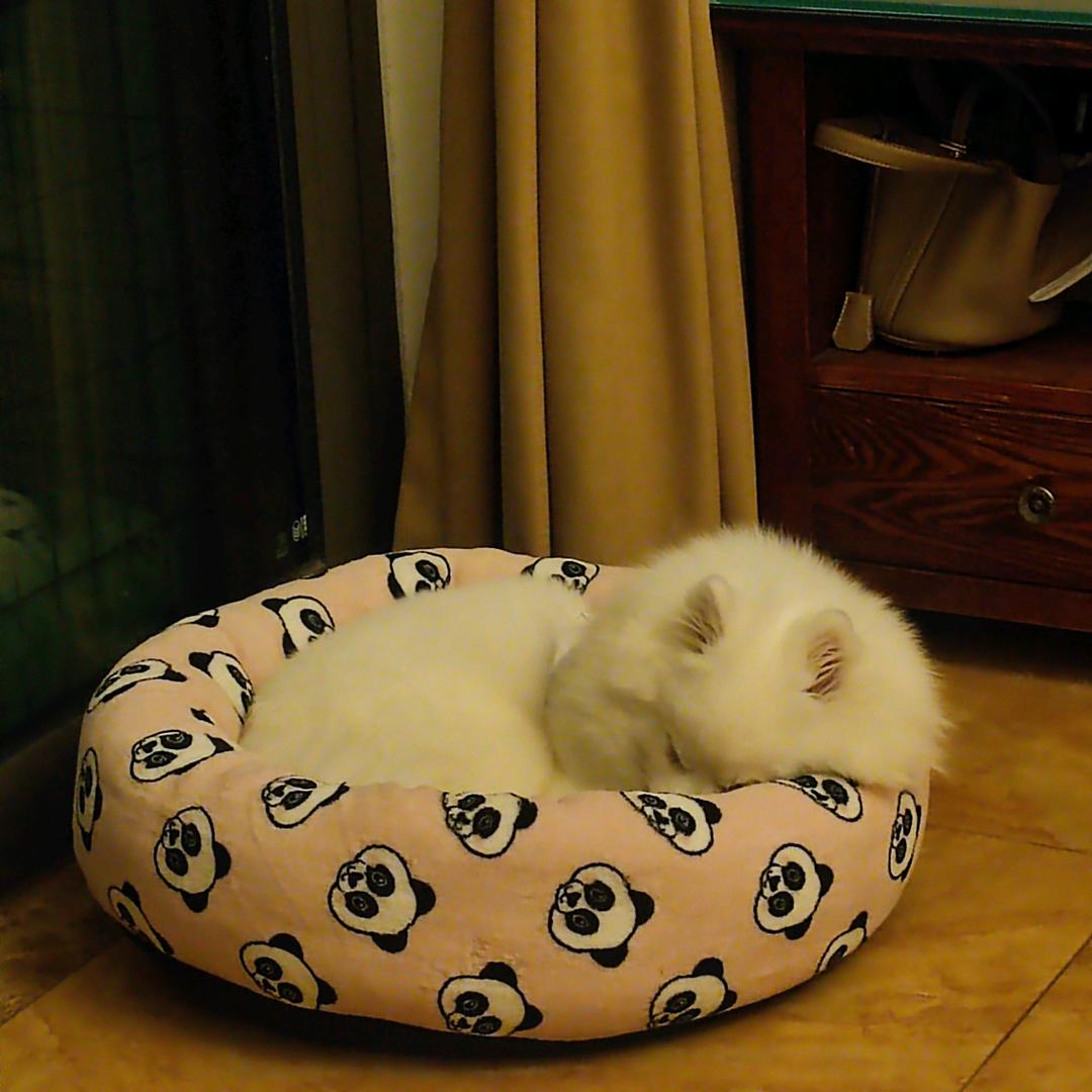 喵🐱🐱