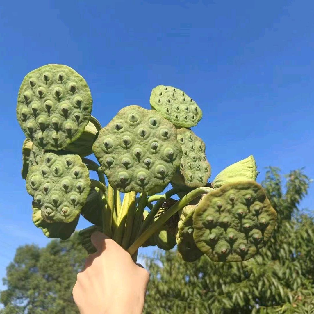 小说