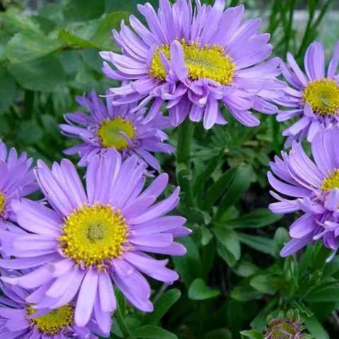 吉利香菊