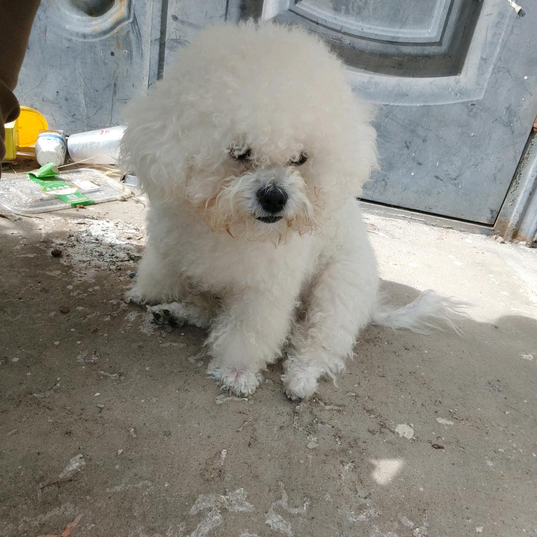 家有萌宠八哥犬