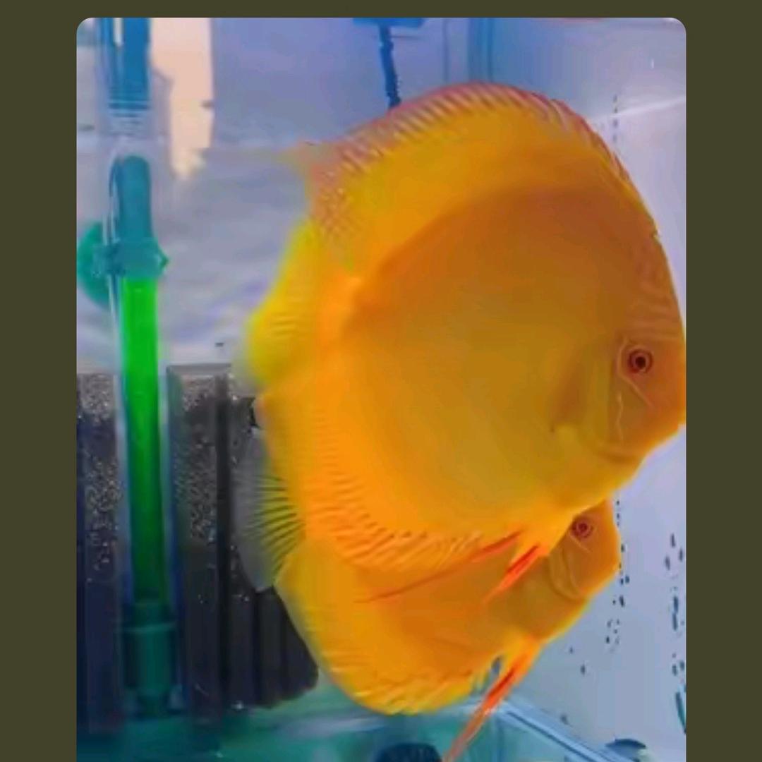新手养七彩神仙鱼