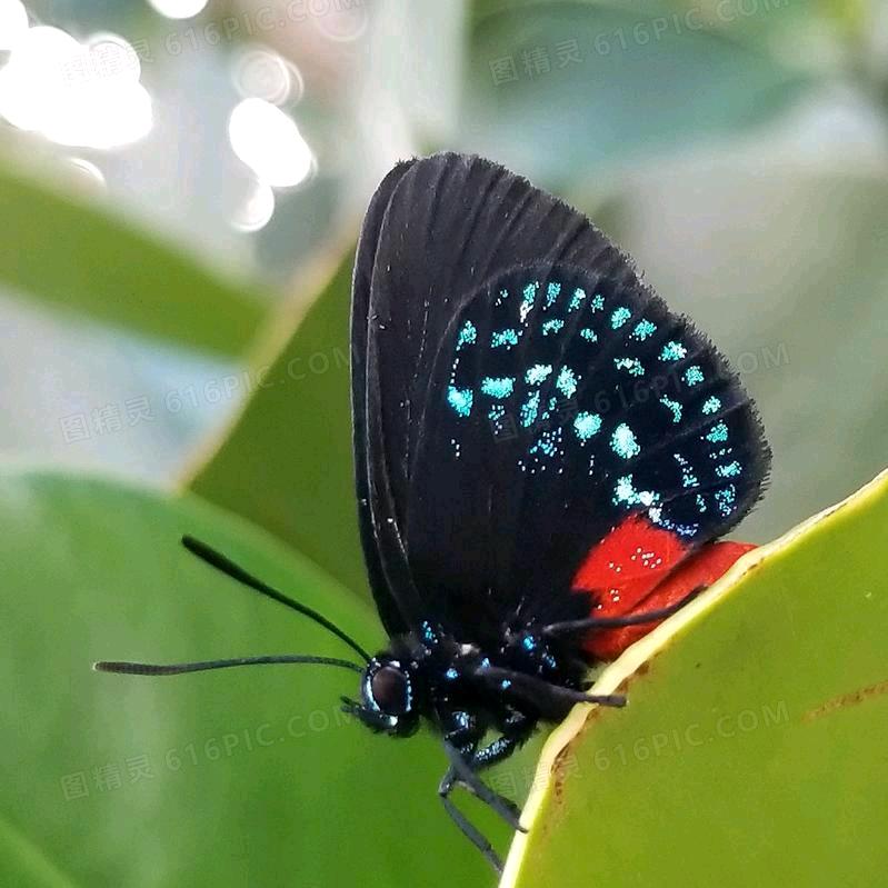 蓝玫瑰
