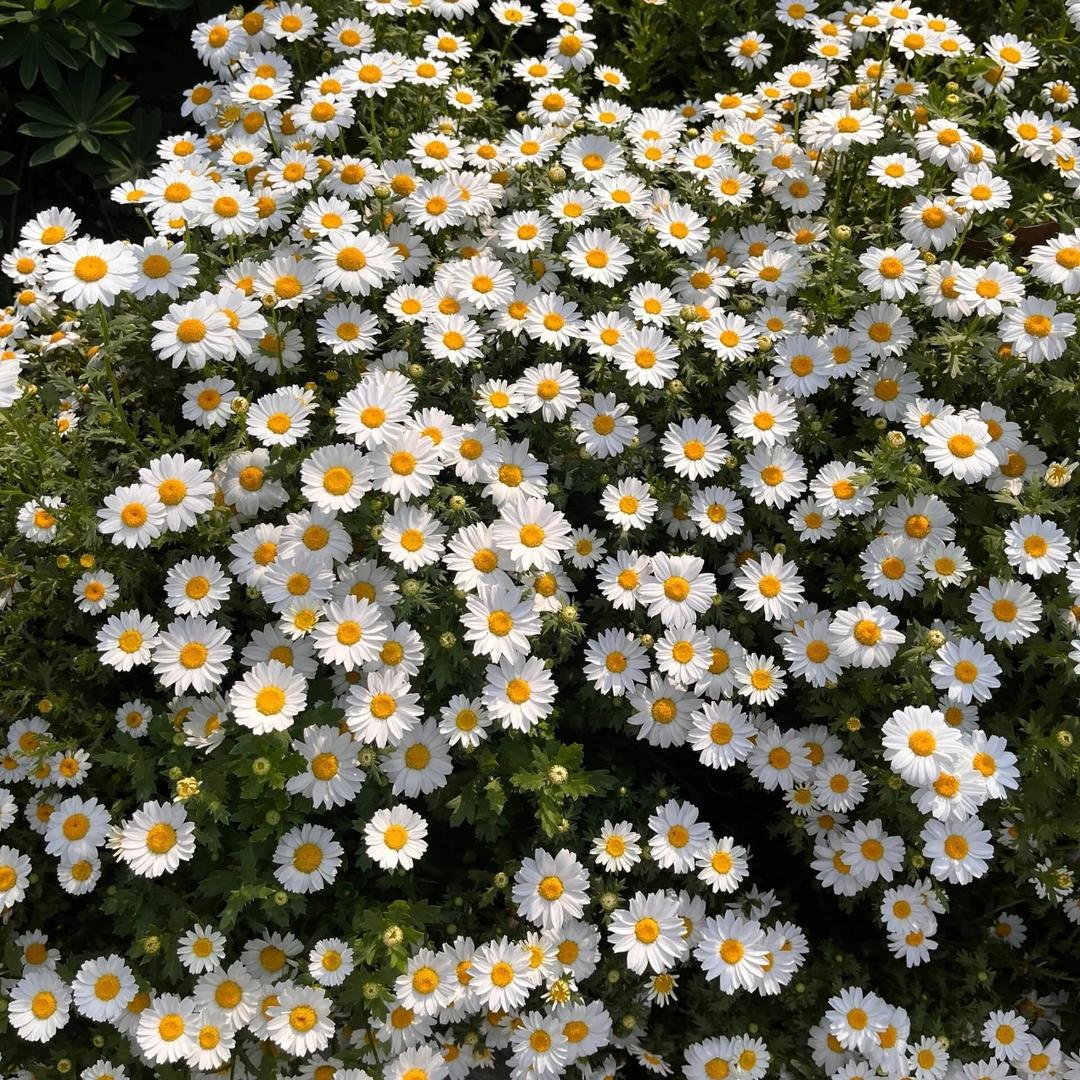 永远可爱的雏菊海.