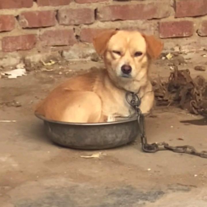 AAA猪饲料牛草料批发零售