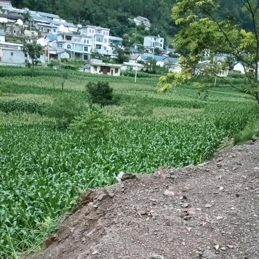 L思念