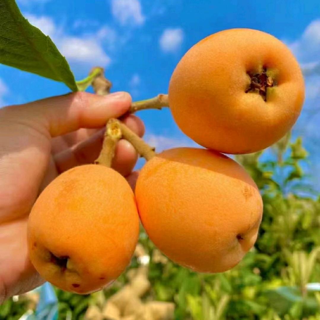 小黄鸭