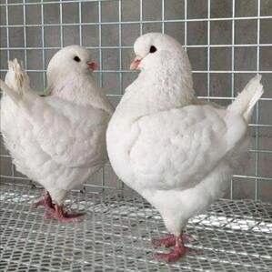 元宝鸽肉鸽观赏鸽养殖