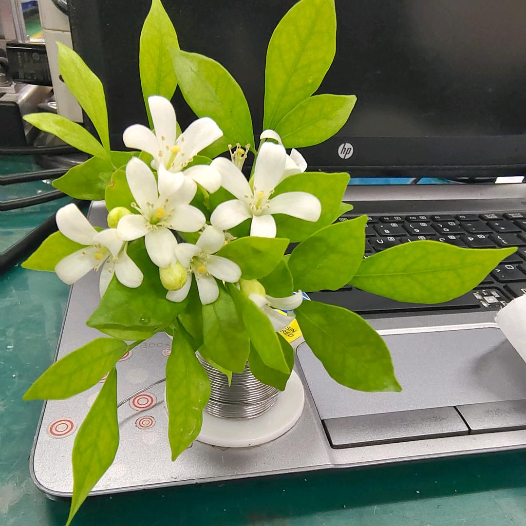 情戈戈