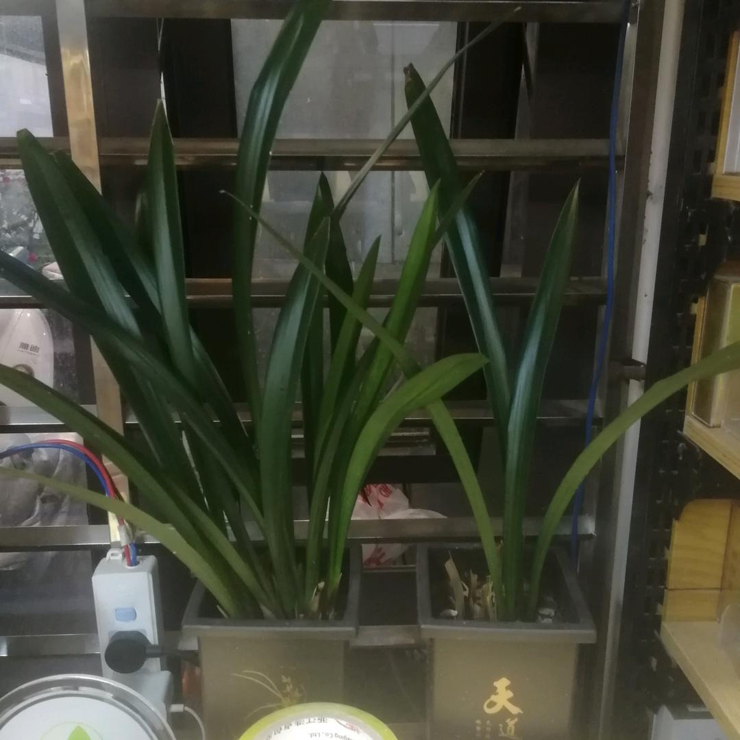 智慧城胖子