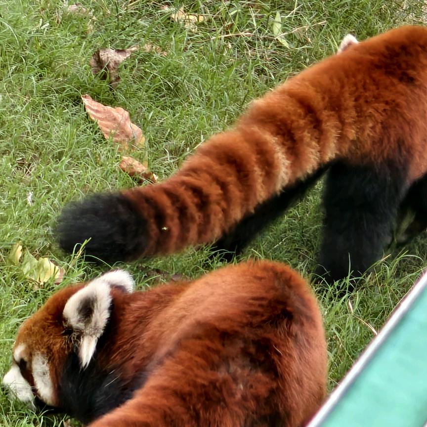 火龙果爱吃香蕉🍌