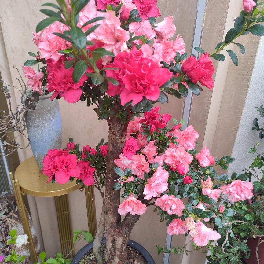 ღ心上了锁এ᭄