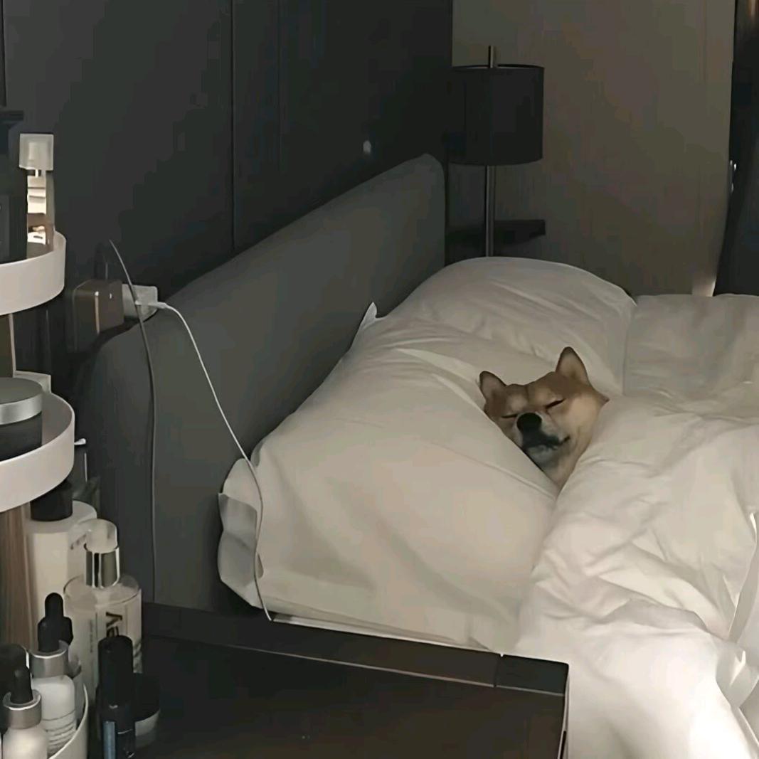 墨鸦