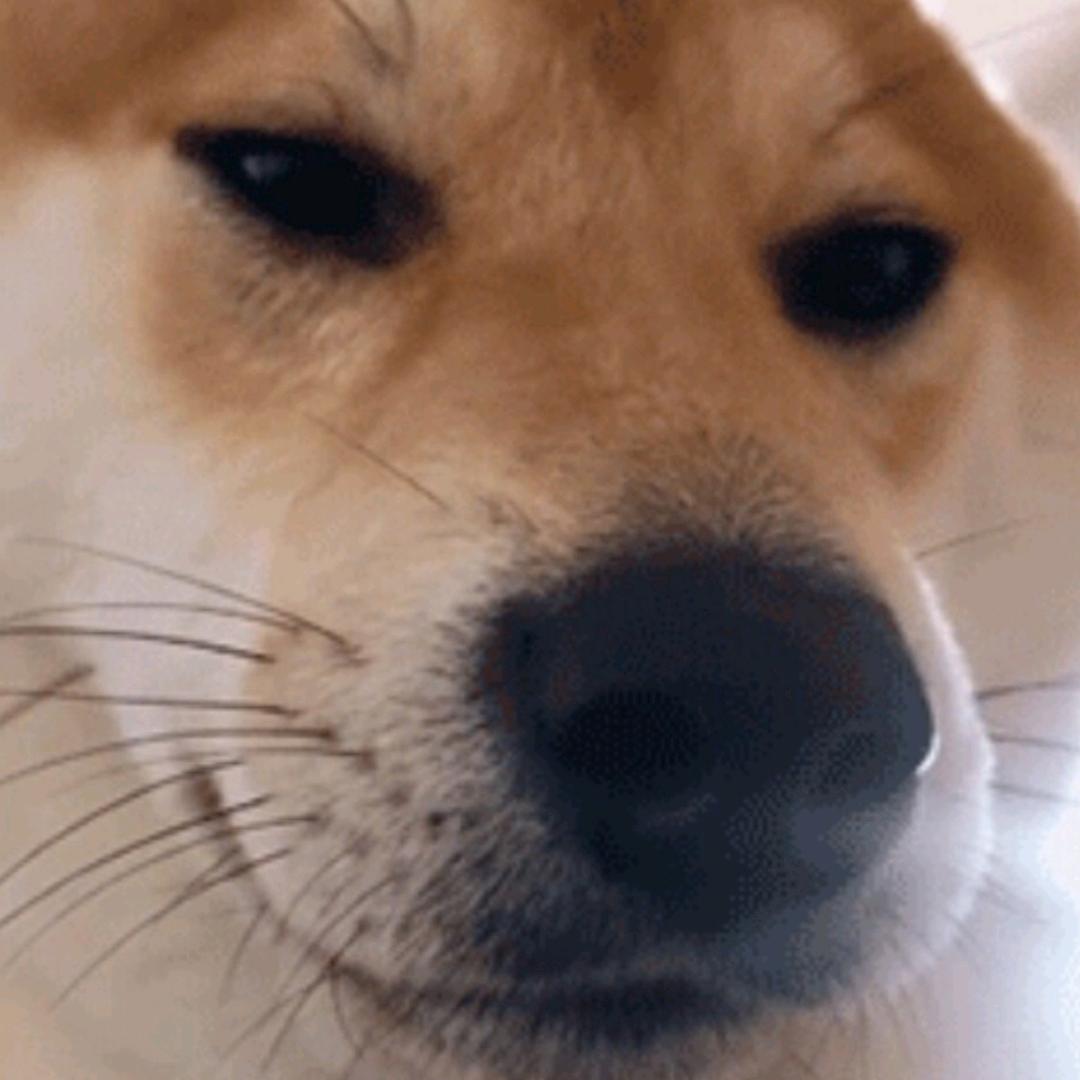 蛋蛋