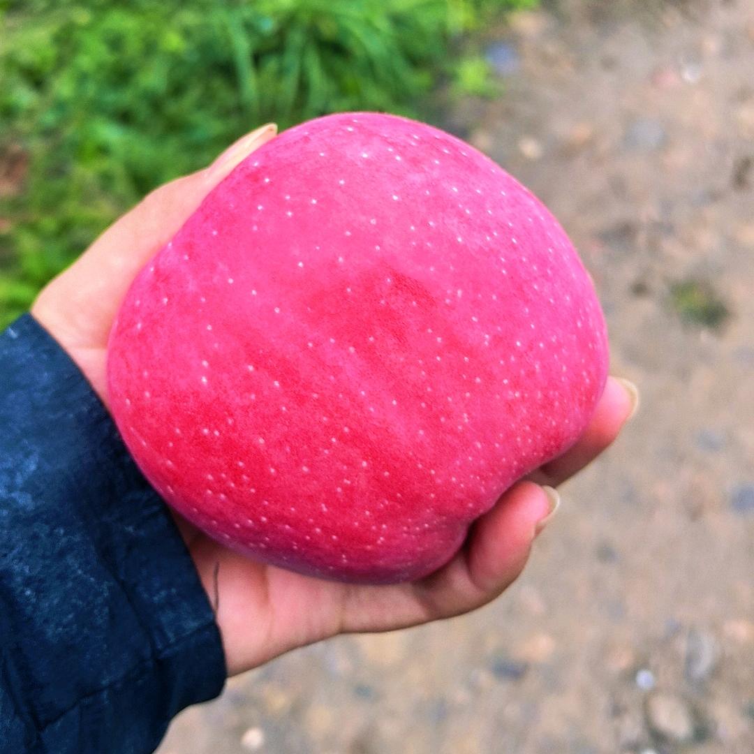 重生之果园买苹果