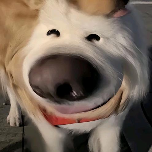 应向北