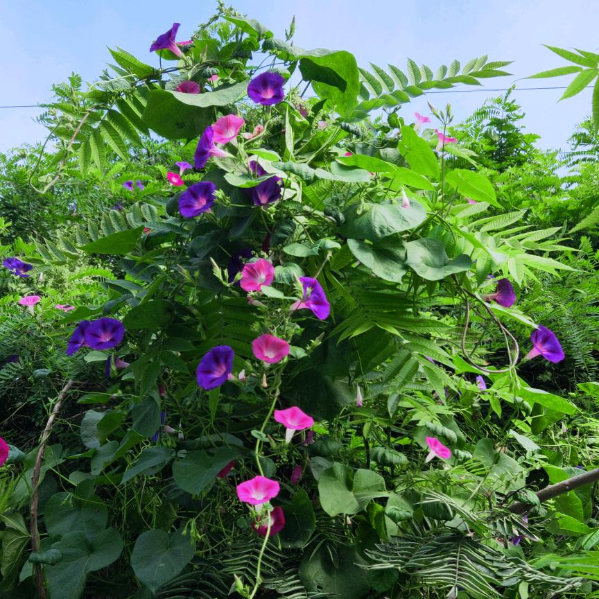 沙漠玫瑰巜拒私聊》