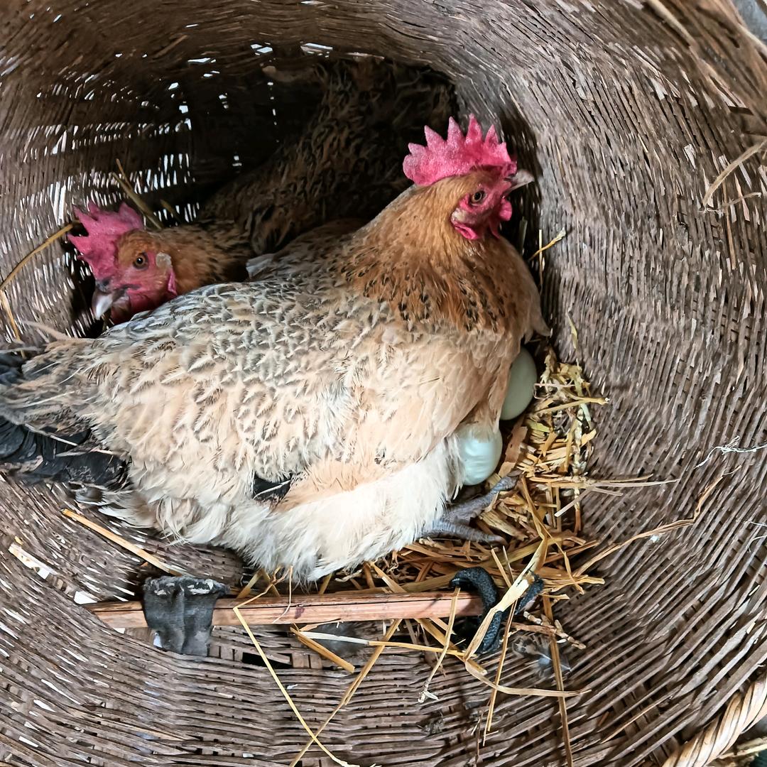 徽县乡村土鸡蛋
