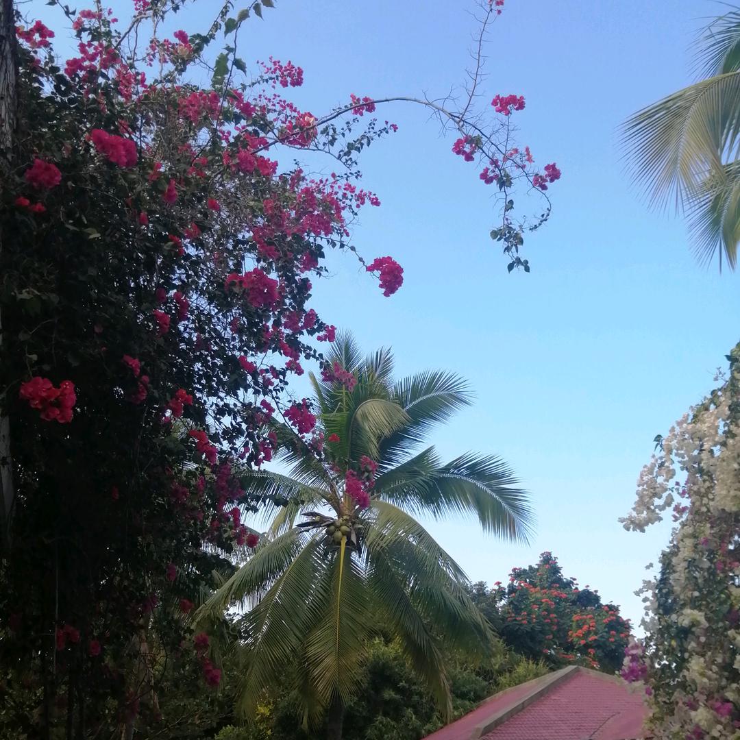 顺颂时祺
