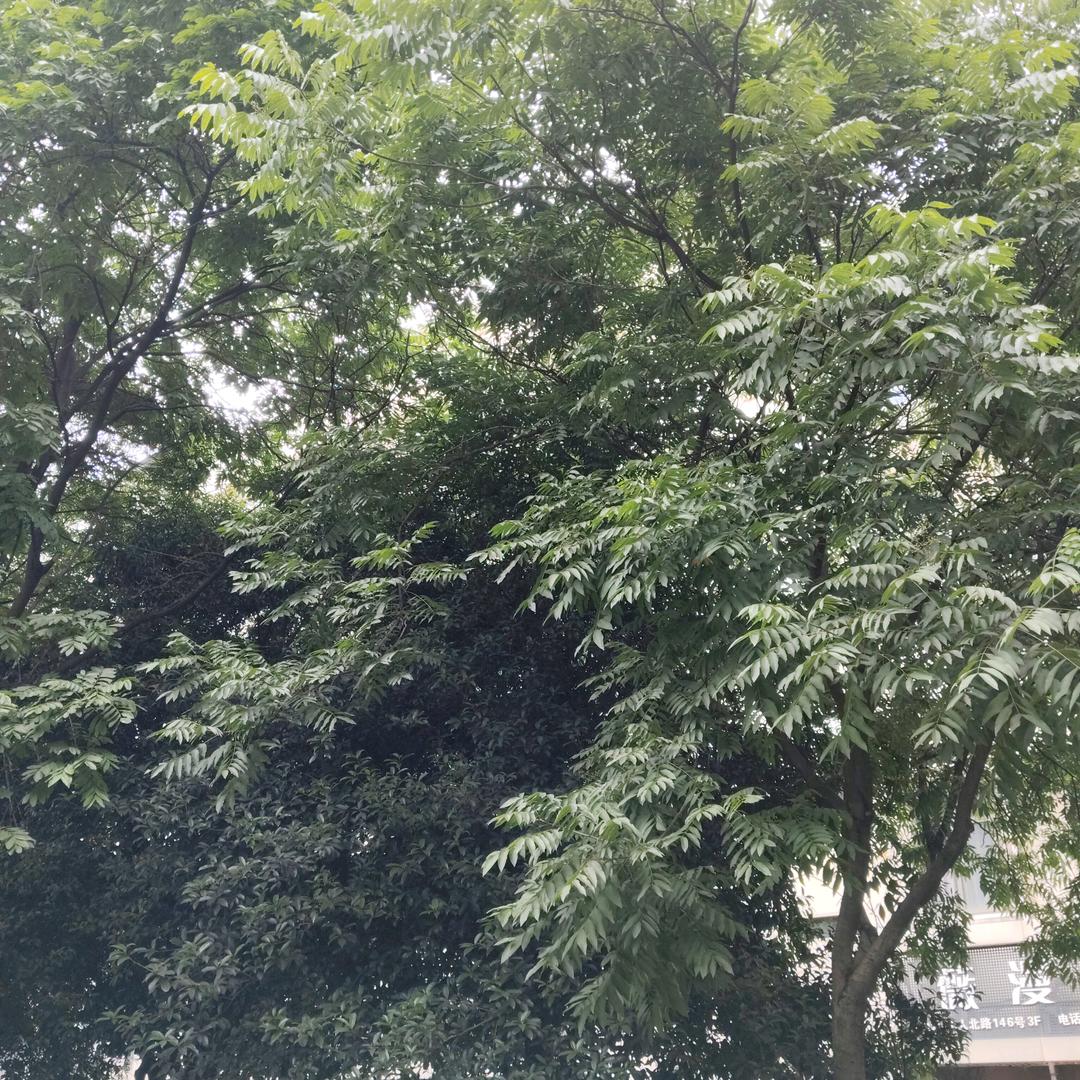 小猪猪女孩！2号😘