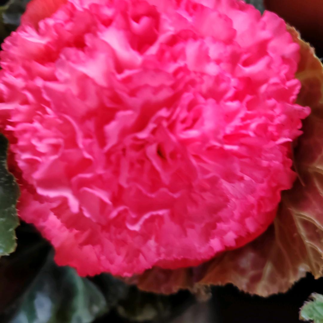苏氏花卉马三姐