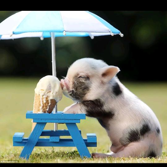 小香猪🐷•̀֊•́