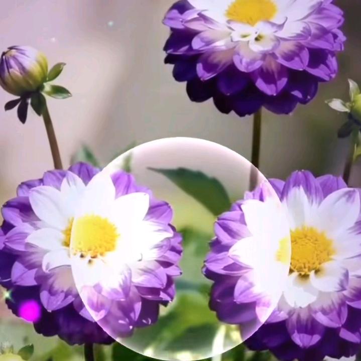 花开花落