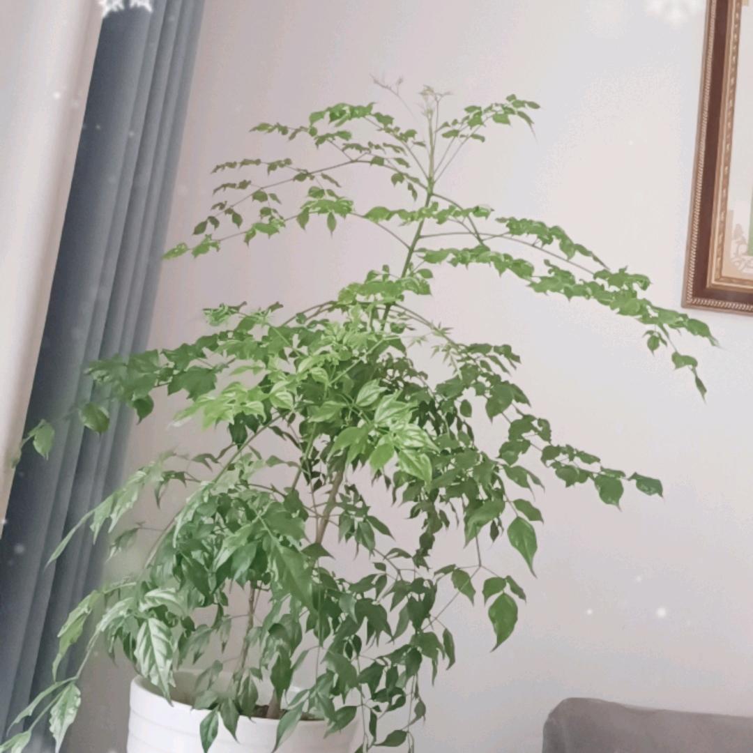 AAA王