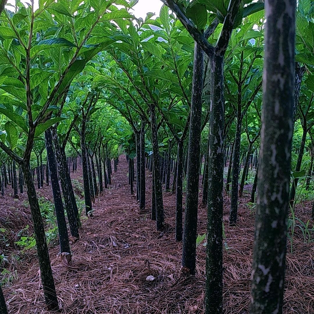 玲玲（花魔芋种植）