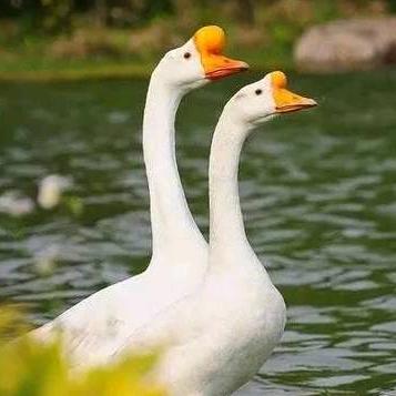 风陵渡口初相遇