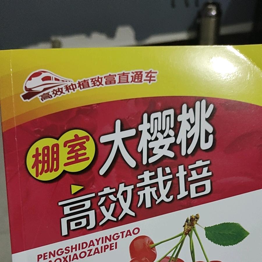 泰安市岱岳区任绪刚大樱桃，一根棍基地